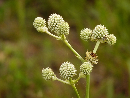 {Eryngium yuccifolium}